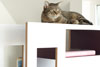 Reading Cat Limited Edition - Designer Katzenmöbel